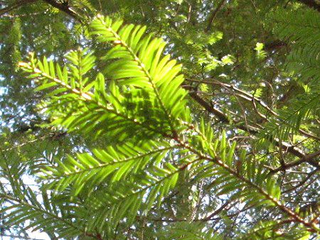 �Z�R�C�A(Sequoia)