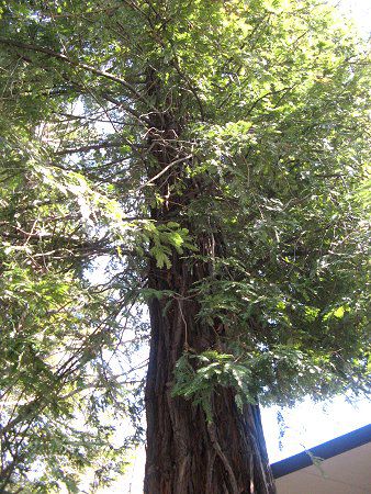 �Z�R�C�A(Sequoia)