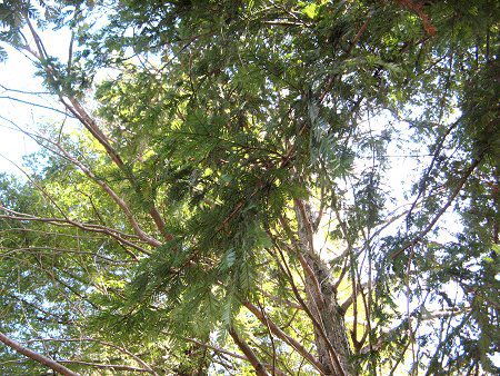 �Z�R�C�A(Sequoia)