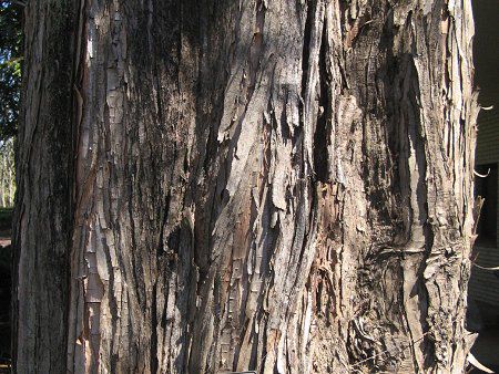 ���^�Z�R�C�A(Metasequoia)