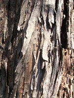 ���^�Z�R�C�A(Metasequoia)