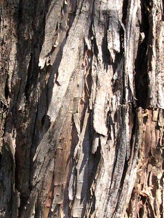 ���^�Z�R�C�A(Metasequoia)