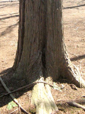 ���^�Z�R�C�A(Metasequoia)