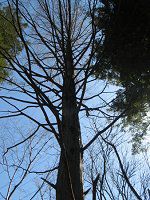 ���^�Z�R�C�A(Metasequoia)