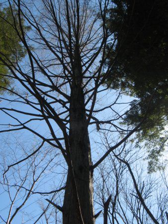 ���^�Z�R�C�A(Metasequoia)