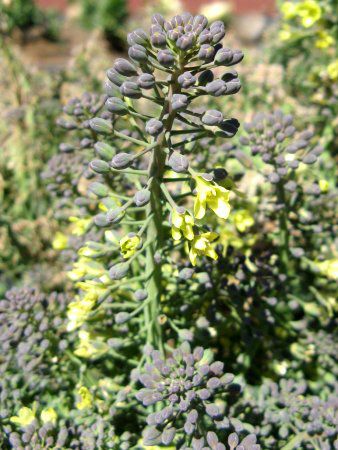 �u���b�R���[�iBroccoli�j