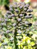 �u���b�R���[�iBroccoli�j