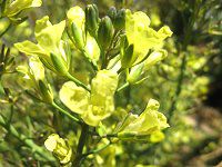 �u���b�R���[�iBroccoli�j�J��