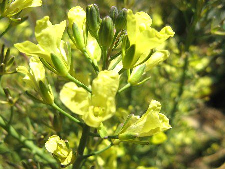 �u���b�R���[�iBroccoli�j