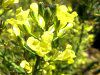 �u���b�R���[�iBroccoli�j