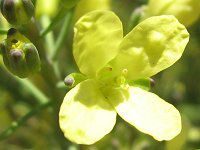 �u���b�R���[�iBroccoli�j