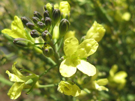 �u���b�R���[�iBroccoli�j