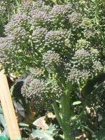 �u���b�R���[�iBroccoli�j�H��