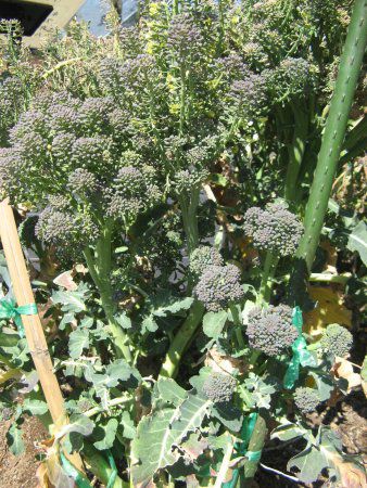 �u���b�R���[�iBroccoli�j