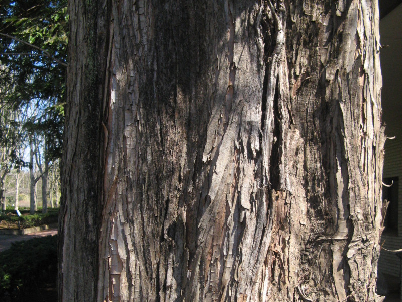 ���^�Z�R�C�A(Metasequoia)