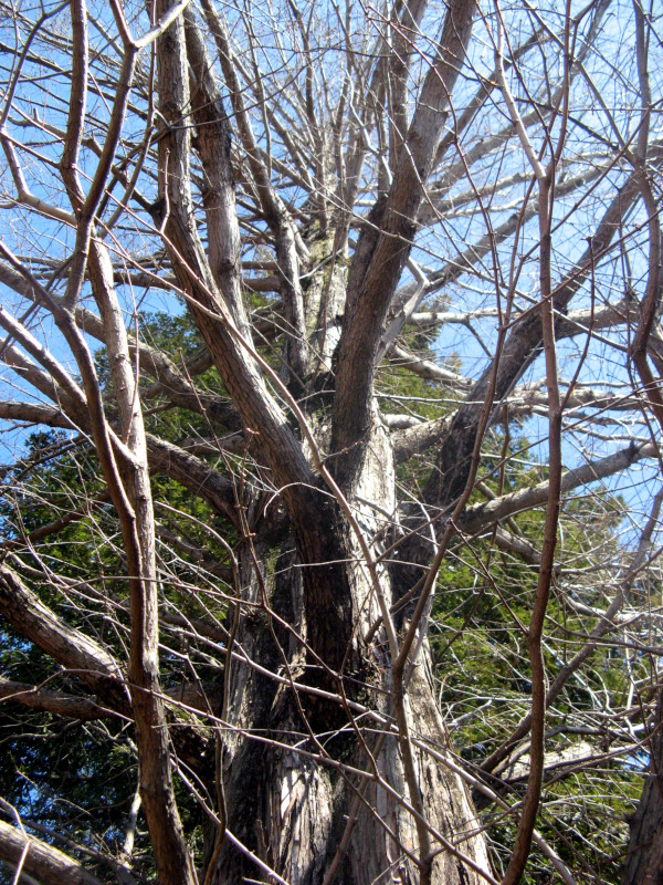 ���^�Z�R�C�A(Metasequoia)
