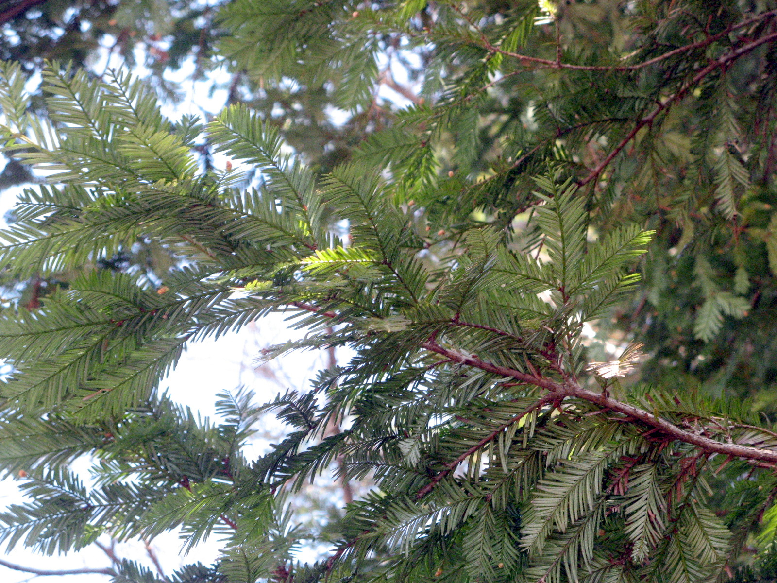 �Z�R�C�A(Sequoia)