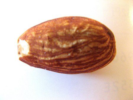 �������ʎ��A�[�����h�iAlmond�j