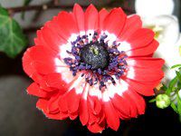 �A�l���l(Anemone)
