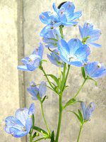 �f���t�B�j�E��(Delphinium) 