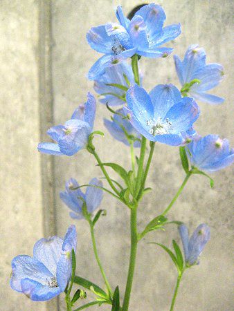 �f���t�B�j�E��(Delphinium) 