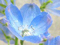 �f���t�B�j�E��(Delphinium) 