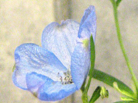 �f���t�B�j�E��(Delphinium) 