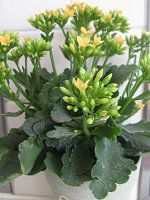 �J�����R�G(Kalanchoe)