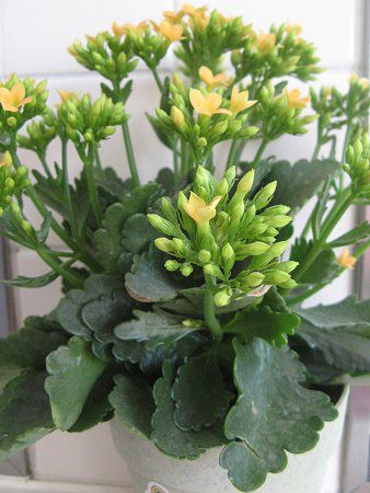 �J�����R�G(Kalanchoe)