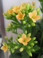 �J�����R�G(Kalanchoe)