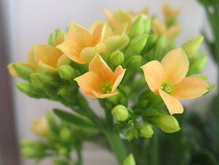 �J�����R�G(Kalanchoe)