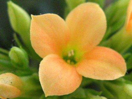 �J�����R�G(Kalanchoe)