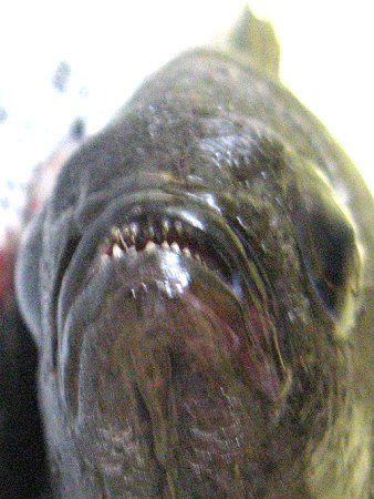 �X�Y���_�C�i����j12