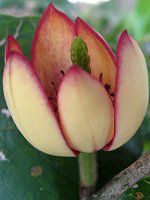 �J���^�l�I�K�^�}�i���폵��j