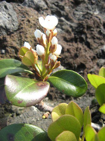 �V�������o�C