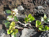 �V�������o�C