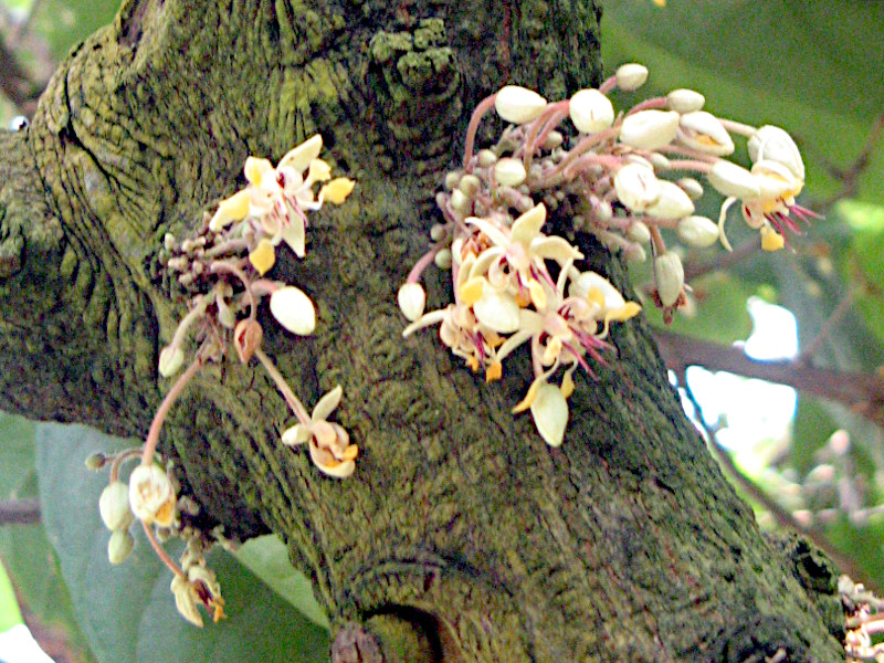 cacao