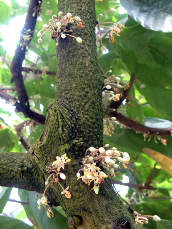 cacao