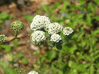 �C�u�L�V���c�P�i�ɐ�����j122