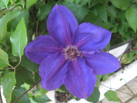 �N���}�`�X�V���iClematis 'Teshio'�j