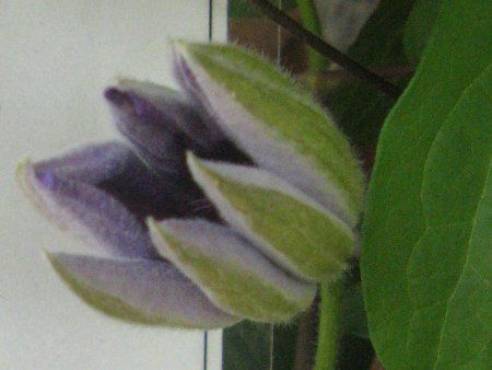 �N���}�`�X�V���iClematis 'Teshio'�j