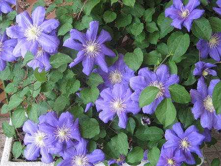 �N���}�`�X����2���iClematis 'Ozawa-nigo'�j