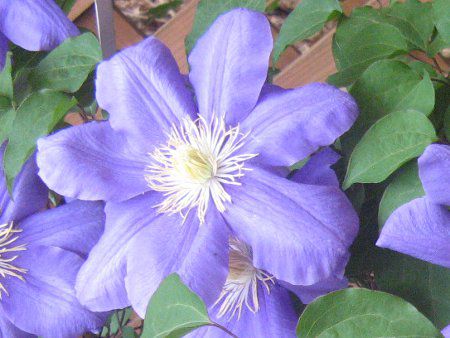 �N���}�`�X����2���iClematis 'Ozawa-nigo'�j