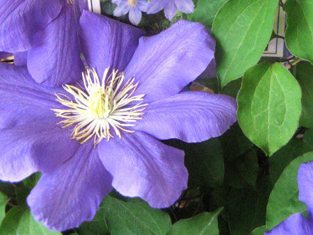 �N���}�`�X����2���iClematis 'Ozawa-nigo'�j