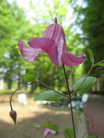 �N���}�`�X�E�R���t�F�b�e�B