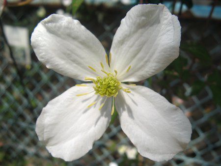 �N���}�`�X�E�X�m�[�t���C�N(C.'Snowflake')