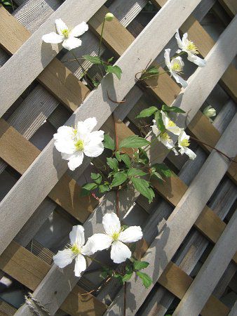 �N���}�`�X�E�X�m�[�t���C�N(C.'Snowflake')