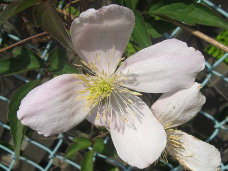 �N���}�`�X�E�����^�i'�G���U�x�X'(C.montana 'Elizabeth')