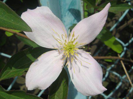 �N���}�`�X�E�����^�i'�G���U�x�X'(C.montana 'Elizabeth')