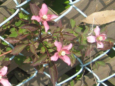 �N���}�`�X'�T�����C�Y'(C.m. 'Sunrize')